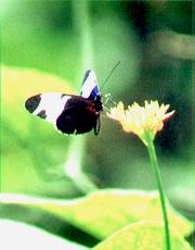 heliconius butterfly.JPG (8131 bytes)