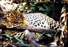 jaguar.jpg (10144 bytes)